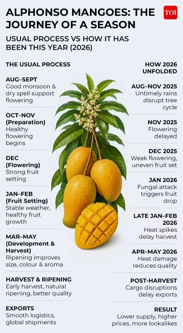 Journey of alphonso mangoes this season vs usual season.jpg