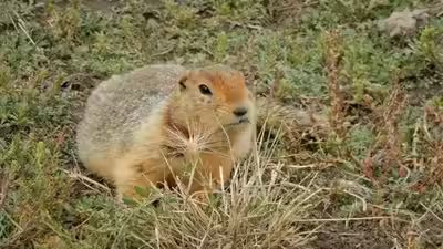 700000 year old squirrel poop reveals a lost arctic world of mammoths horses and giant predators.jpg