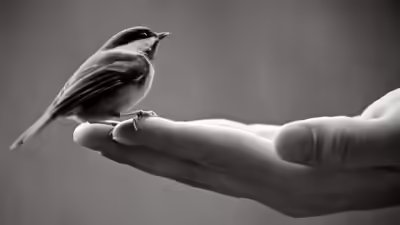 A bird in hand is worth more than a hundred flying around .jpg