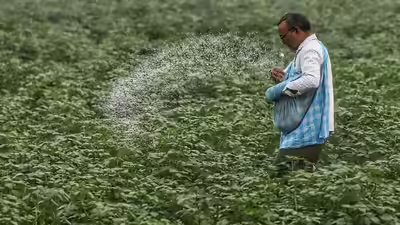 A farmer using urea for crop ani.jpg