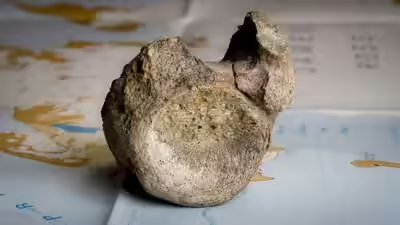 Antarctica39s oldest known dinosaur fossil was hiding in a museum drawer for 40 years.jpg