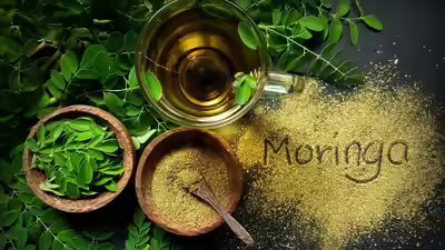 Could chewing moringa leaves really boost your health.jpg