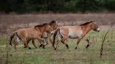 Dalian horses.jpg