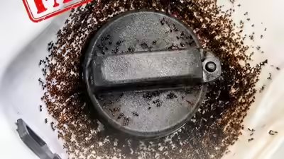E20 petrol attracts ants bpcl responds to viral claim explains matter.jpg