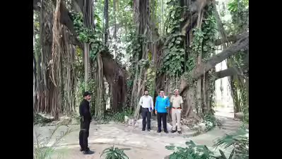 F39c6cf6 e882 4052 a37b f35b88d273c0 the banyan tree on itc campus in munger jpg.jpg