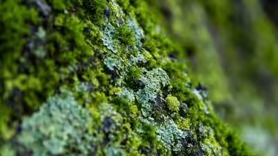 Hidden fungi discovered inside california desert moss could rewrite plant evolution history.jpg