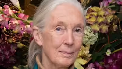 Jane goodall image wikipedia.jpg