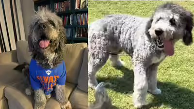 Lapd fatally shoots two year old jameson in knicks jersey.jpg