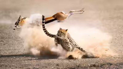One day belongs to the hunter another to the prey.jpg