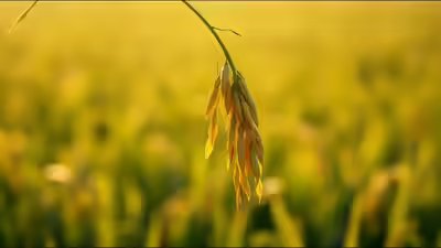 Proverb of the day the more grains it bears the lower it bows.jpg