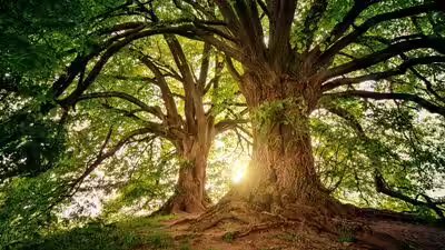 Trees have a hidden climate superpower they keep absorbing carbon long after growth stops.jpg