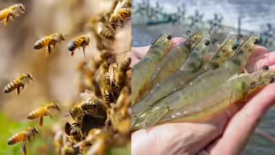 Why scientists are vaccinating honeybees and shrimp for the first time.jpg