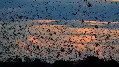World39s largest bat migration the night zambia39s sky disappears under 10 million bats.jpg