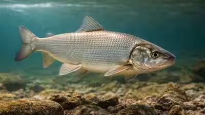 A book published in 1888 sandusky of to day called lake whitefish sanduskys pride.jpg