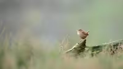 According to the research a birdsong is shaped by both evolution and the environment nature ttl.jpg
