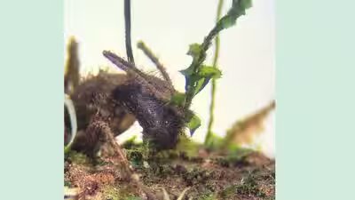 Ant.jpg