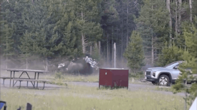 Bison attack in us.jpg