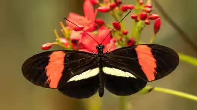Butterflies that dont age.jpg