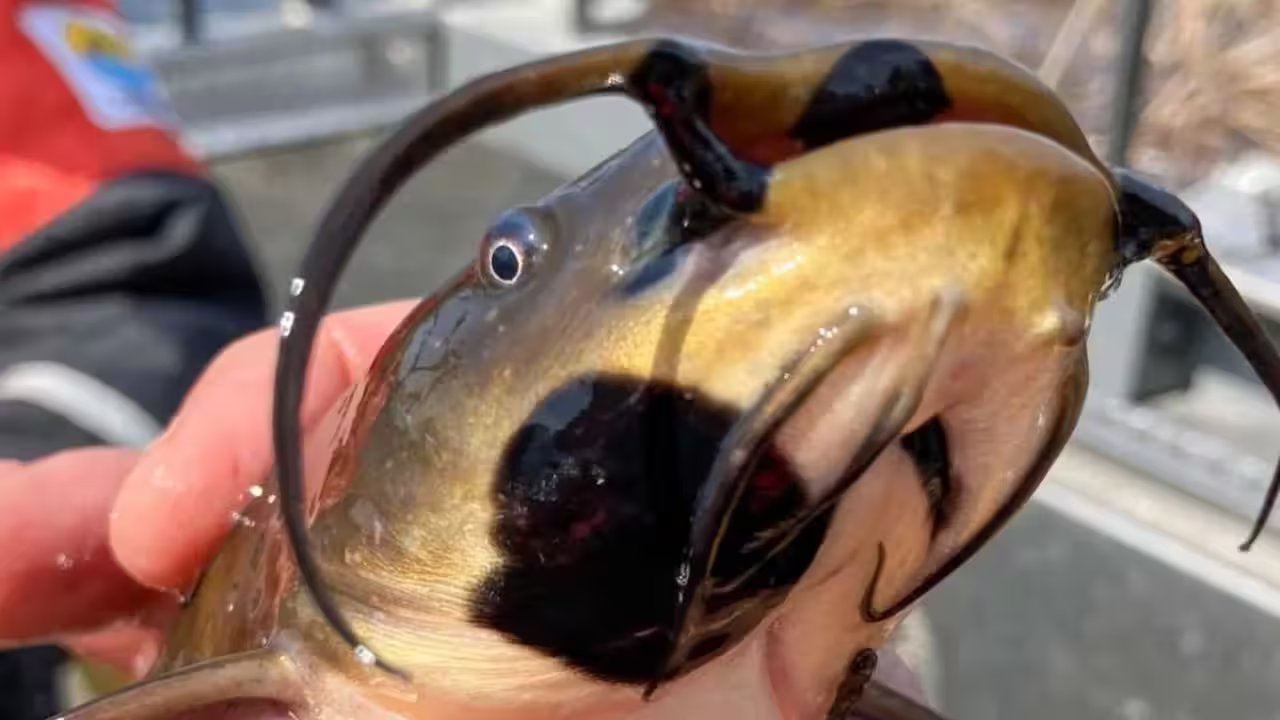 Catfish with lesions.jpg