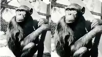 Chimpanzee sultan.jpg