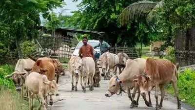 Cows and calf.jpg