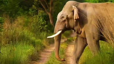 Elephant.jpg