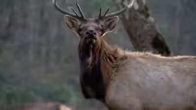 Elk were once found across much of north carolina but disappeared from the state many years ago.jpg