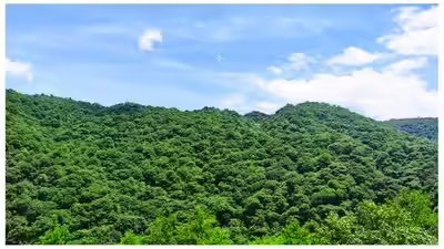 Evergreen broad leaved forest nanshan national park hunan china.jpg