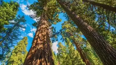 Giant sequoias.jpg