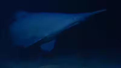 Goblin shark.jpg