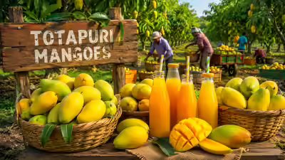 Govt panel pitches 22 25 pc mandatory mango pulp content in beverages.jpg