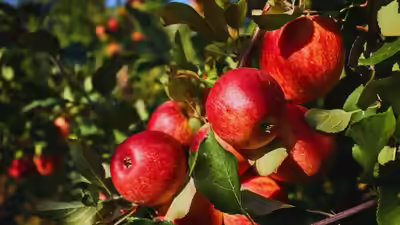 Himachal apples under pressure.jpg