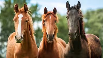 Horses.jpg