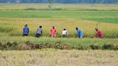 Indian agriculture.jpg