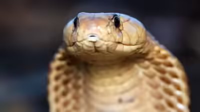 King cobra.jpg