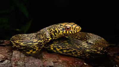 King ratsnake is known for hunting and eating deadly venomous snakes inaturalist photos.jpg
