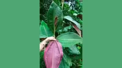 Miconia.jpg