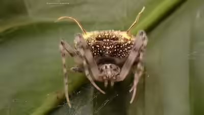 New species of spider.jpg