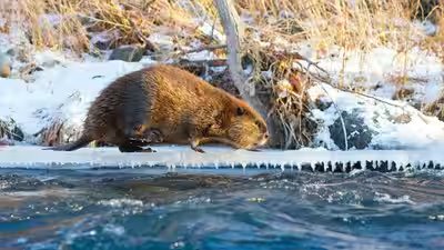 North american beavers began colonising parts of arctic in 2008 getty images.jpg