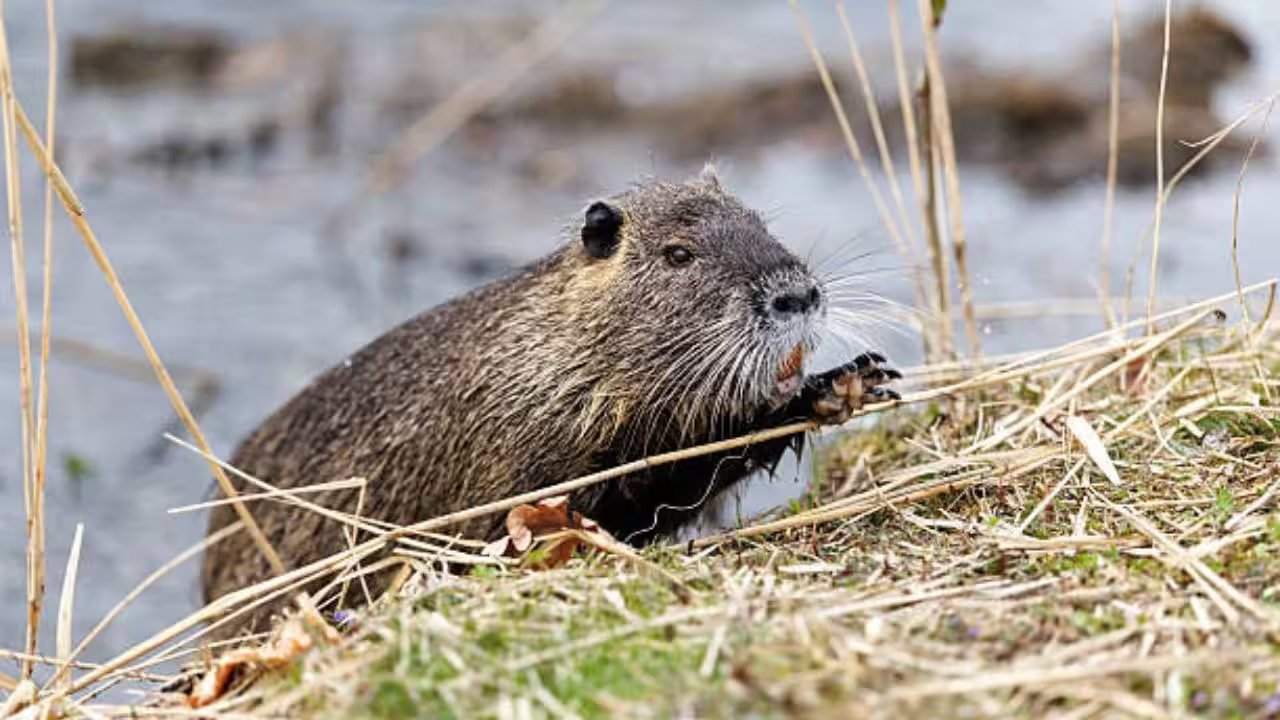 Nutria the illegal immigrantsbrbr.jpg