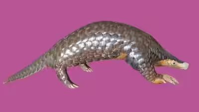 Pangolin.jpg