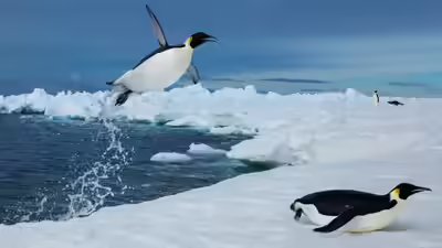 Penguins diving.jpg