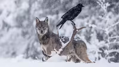 Raven and wolf.jpg