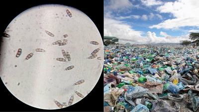 Scientists discovered a plastic eating fungus in the amazon rainforest that survives without oxygen.png