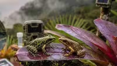 Scientists find two tiny frogs living together in a misty peruvian forest above 3000 metres.jpg