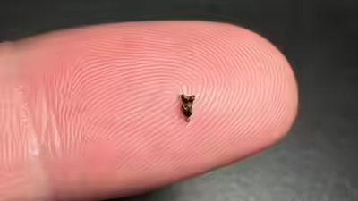 Scientists found ancient teeth smaller than a fingertip they are rewriting early primate history.jpg