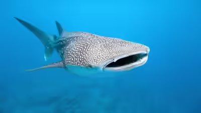 Secret lives of whale sharks.jpg