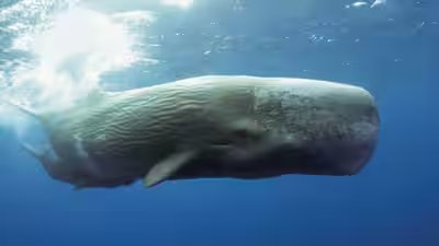 Sperm whales communicate by making clicks.jpg