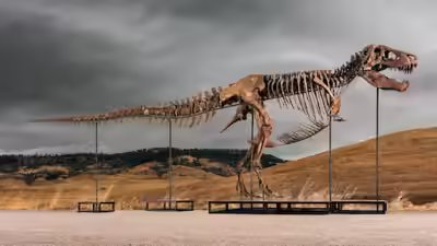 T rex.jpg