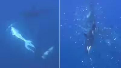 The animals worked together to hold and ram giant sharp tail sunfish picture live science.jpg